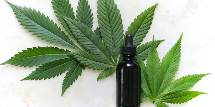 The Great CBD Debate: To Grow Or To Buy?