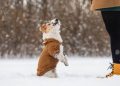 Best Winter Outfits for Your Pooch