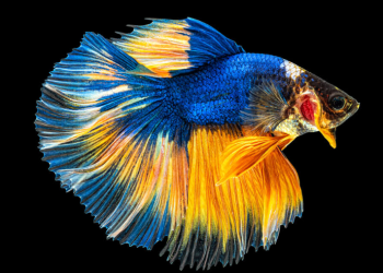Half Moon Betta Fish Care & Species Guide