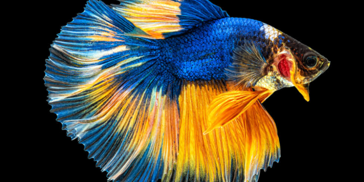 Half Moon Betta Fish Care & Species Guide