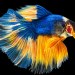 Half Moon Betta Fish Care & Species Guide
