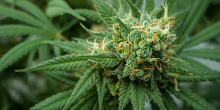 A Step-by-Step Guide to Safely Using THCA Flower