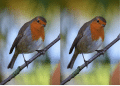 Improve Image Quality Effortlessly with Imglarger's AI Image Denoiser