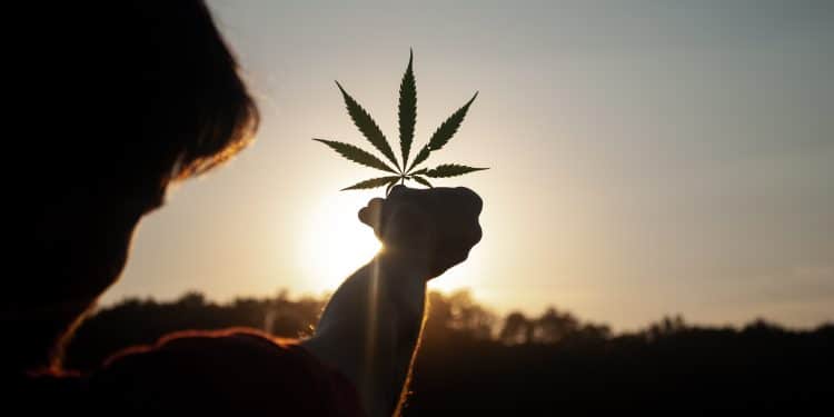 CBD Unleashed: Navigating the Ever-Evolving World of CBD