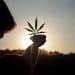 CBD Unleashed: Navigating the Ever-Evolving World of CBD