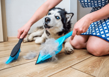 Pristine Pets: Embrace a Hair-Free Lifestyle and Say Goodbye to Mites and Bugs