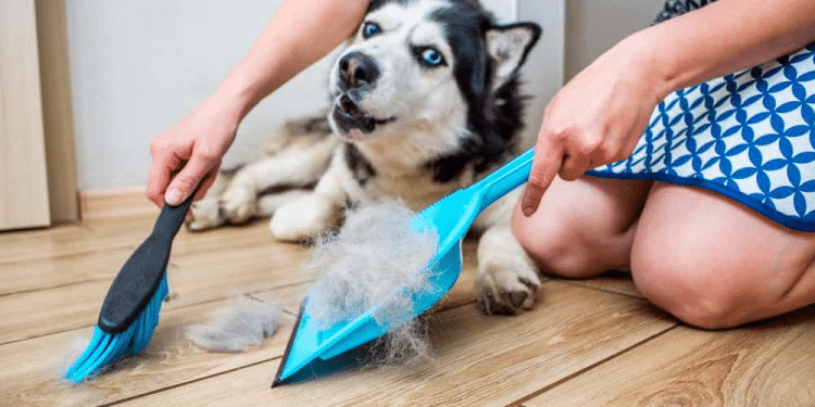 Pristine Pets: Embrace a Hair-Free Lifestyle and Say Goodbye to Mites and Bugs
