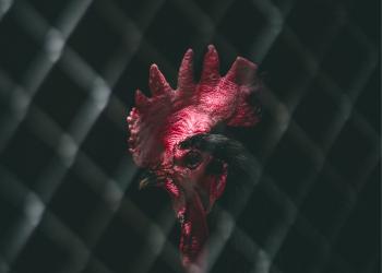 Cockfighting Goes Digital: The Integration of Sabong into Online Gaming Platforms.