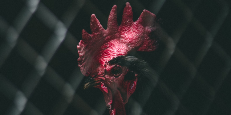 Cockfighting Goes Digital: The Integration of Sabong into Online Gaming Platforms.